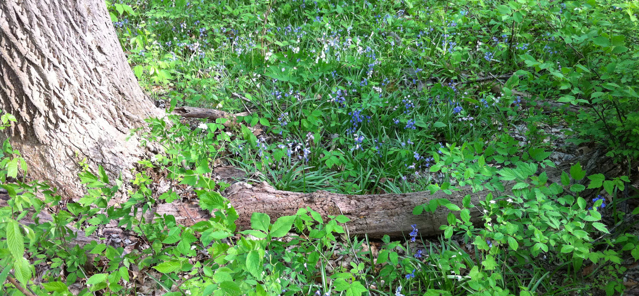 Longlasting Ephemera